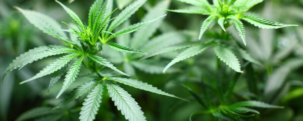 cần sa - Sputnik Việt Nam