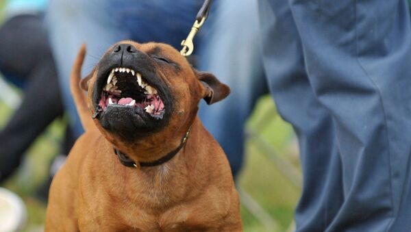 con chó staffordshire bull terrier - Sputnik Việt Nam