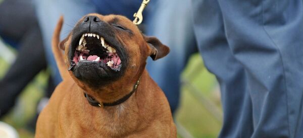 con chó staffordshire bull terrier - Sputnik Việt Nam