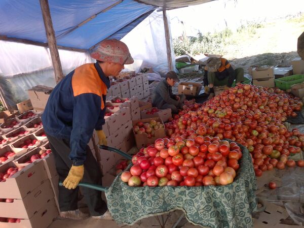 Cánh đồng Volgograd mang lại thu nhập cao cho công ty Việt Nam - Sputnik Việt Nam