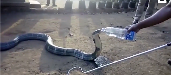 Nông dân Ấn Độ cứu rắn hổ khát nước (Video) - Sputnik Việt Nam