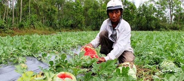 Dưa hấu rớt giá thê thảm do thương lái bỏ cọc, không mua với giá đã thỏa thuận trước đó Dưa hấu rớt giá thê thảm do thương lái bỏ cọc, không mua với giá đã thỏa thuận trước đó - Sputnik Việt Nam