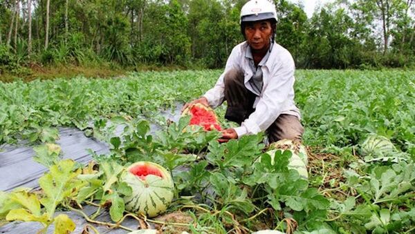 Dưa hấu rớt giá thê thảm do thương lái bỏ cọc, không mua với giá đã thỏa thuận trước đó - Sputnik Việt Nam