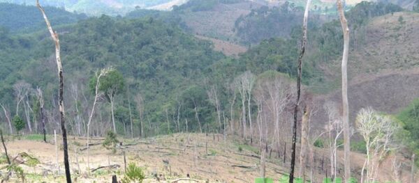 Việt Nam: Bắt cựu Giám đốc để mất hàng nghìn hec-ta rừng Việt Nam: Bắt cựu Giám đốc để mất hàng nghìn hec-ta rừng - Sputnik Việt Nam