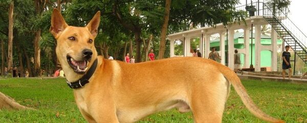 Con chó Phú Quốc - Sputnik Việt Nam