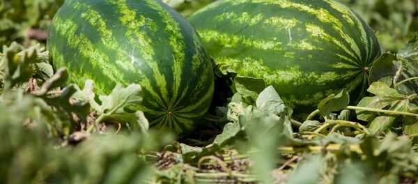 dưa hấu dưa hấu - Sputnik Việt Nam