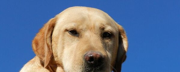 Con chó Labrador - Sputnik Việt Nam