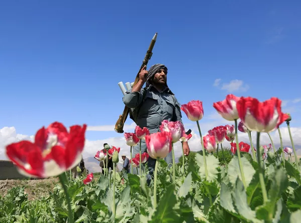 Cảnh sát Afghanistan trong hoạt động tiêu hủy anh túc ở tỉnh Jalalabad Cảnh sát Afghanistan trong hoạt động tiêu hủy anh túc ở tỉnh Jalalabad - Sputnik Việt Nam