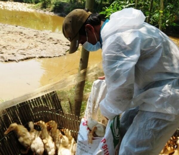 Cơ quan chức năng tiến hành tiêu hủy đàn vịt nhiễm bệnh Cơ quan chức năng tiến hành tiêu hủy đàn vịt nhiễm bệnh - Sputnik Việt Nam