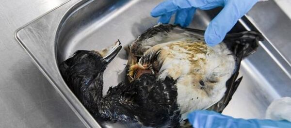 con vịt bị cúm chết - Sputnik Việt Nam