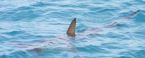 Cá mập Cá mập - Sputnik Việt Nam