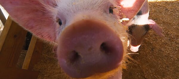 Сon lợn Сon lợn - Sputnik Việt Nam