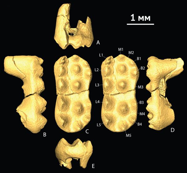 Phát hiện mới của các nhà khoa học Nga - động vật có vú cổ đại - Sputnik Việt Nam