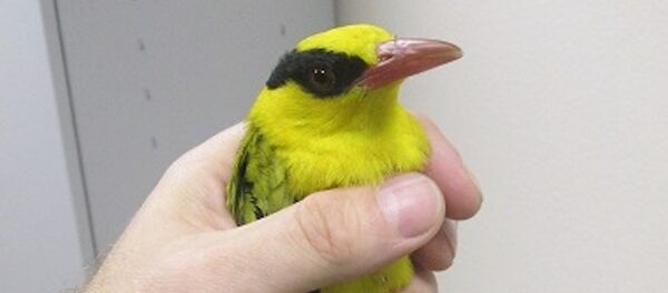 Khách du lịch nhập lậu chim từ Việt Nam - Sputnik Việt Nam