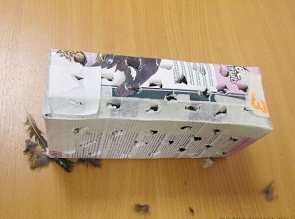 Khách du lịch nhập lậu chim từ Việt Nam - Sputnik Việt Nam