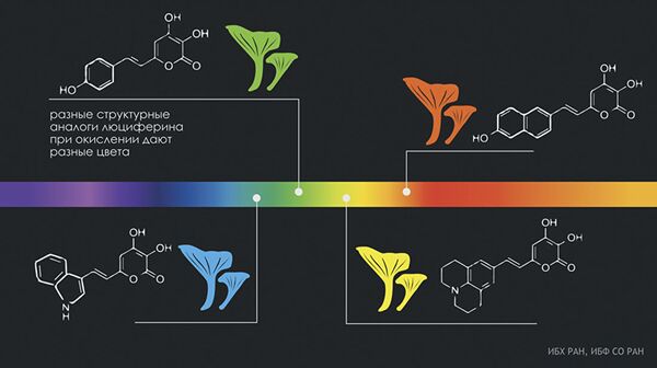 Các nhà sinh học Nga “huấn luyện” nấm Việt tỏa 7 sắc cầu vồng - Sputnik Việt Nam