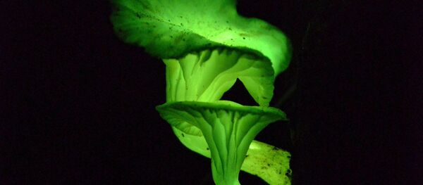 nấm phát sáng Neonothopanus gardneri - Sputnik Việt Nam