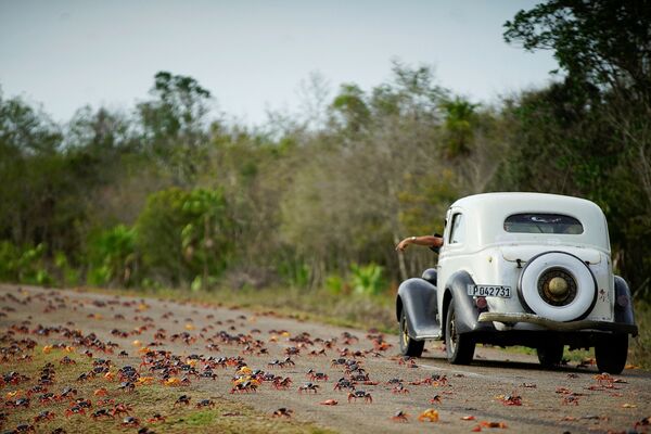 Cuba. Cuộc di cư của cua trong mùa đẻ trứng làm xa lộ cao tốc tắc nghẽn ... - Sputnik Việt Nam