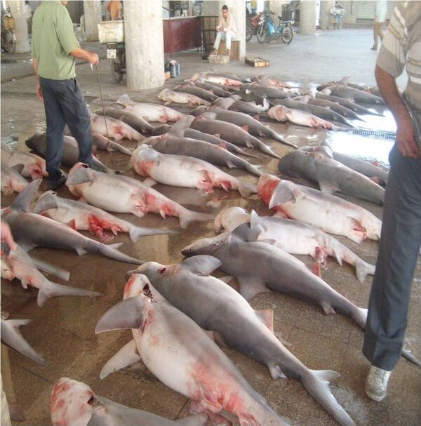 Cá mập là nạn nhân vô tội của cuộc xung đột Syria (Ảnh) - Sputnik Việt Nam