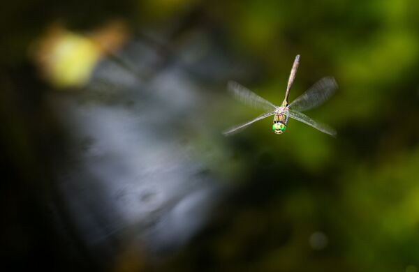 con chuồn chuồn - Sputnik Việt Nam