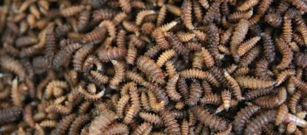 giòi - Sputnik Việt Nam