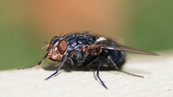 ruồi xanh (calliphora Vicina) - Sputnik Việt Nam