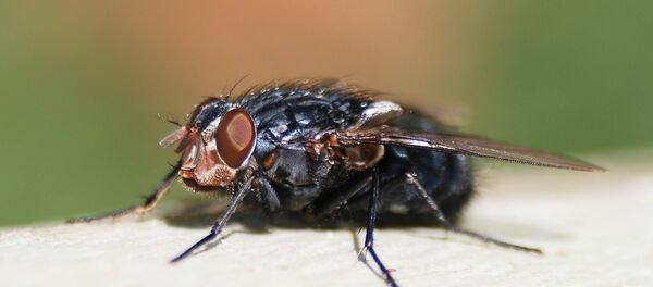 ruồi xanh (calliphora Vicina) - Sputnik Việt Nam