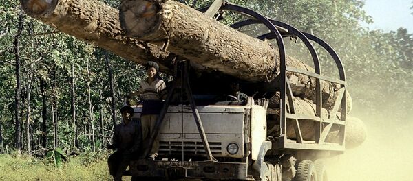 Buôn lậu gỗ - Sputnik Việt Nam