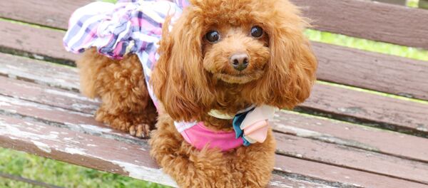 Con chó Con chó - Sputnik Việt Nam