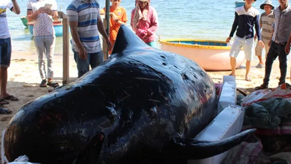 Người dân tổ chức an táng cá voi 700 kg. - Sputnik Việt Nam