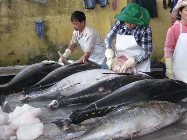 Hoan hô cá ngừ Việt Nam có mặt tại gần 140 nước trên thế giới - Sputnik Việt Nam