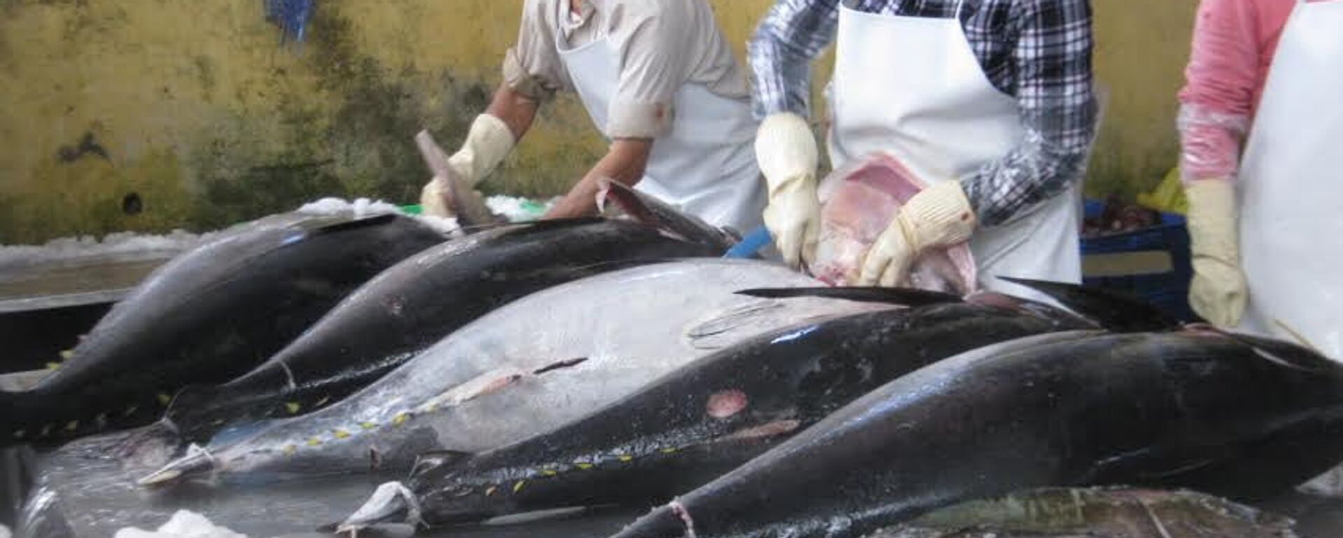 Tại một doanh nghiệp thu mua, chế biến cá ngừ đại dương ở TP.Tuy Hòa (Phú Yên) - Sputnik Việt Nam, 1920, 16.09.2025