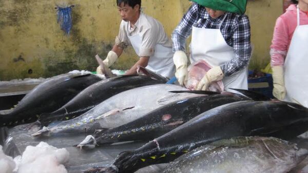 Tại một doanh nghiệp thu mua, chế biến cá ngừ đại dương ở TP.Tuy Hòa (Phú Yên) - Sputnik Việt Nam