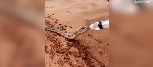 con rắn uống nước từ chai - Sputnik Việt Nam