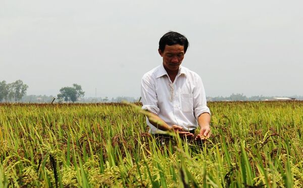 Lần đầu tiên ở Việt Nam: Tranh Bác Hồ và Chiến thắng Điện Biên vẽ bằng cây lúa - Sputnik Việt Nam