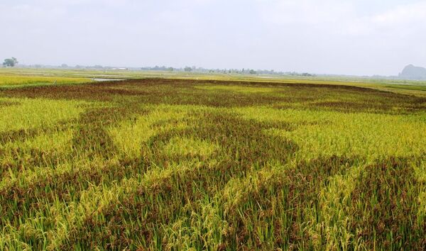 Lần đầu tiên ở Việt Nam: Tranh Bác Hồ và Chiến thắng Điện Biên vẽ bằng cây lúa - Sputnik Việt Nam