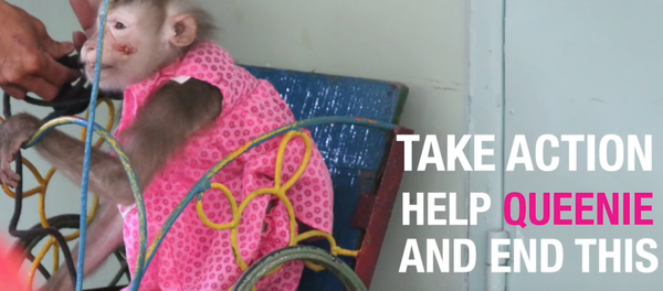 con khí Quinny - Sputnik Việt Nam