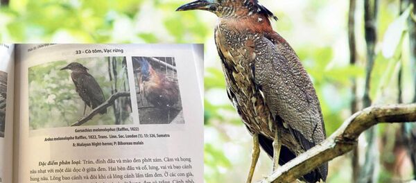 Ảnh Vạc rừng của Tăng A Pẩu trên một trang sách của Chim Việt Nam - Sputnik Việt Nam