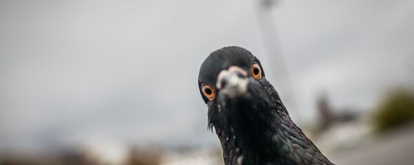 chim bồ câu chim bồ câu - Sputnik Việt Nam