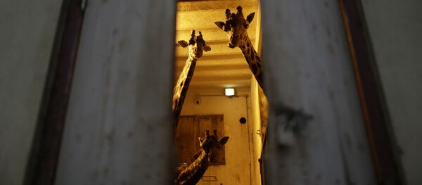 Argentina. Hươu cao cổ ở Vườn thú Buenos Aires. - Sputnik Việt Nam