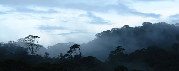 khu rừng cận nhiệt đới trên cao nguyên Langbian (miền Nam Việt Nam)  - Sputnik Việt Nam