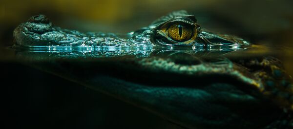 cá sấu cá sấu - Sputnik Việt Nam