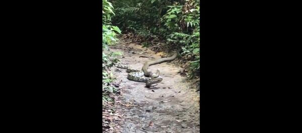 Rắn hổ mang đấu với trăn: con nào thắng trong cuộc chiến sinh tử? Video - Sputnik Việt Nam