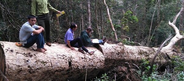 Một cây du sam lớn bị phát hiện chặt hạ ngay trong Khu bảo tồn thiên nhiên Nam Nung - Sputnik Việt Nam