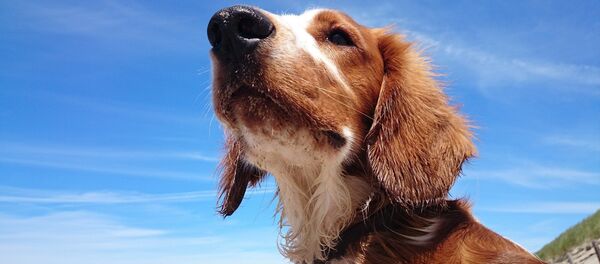 Con chó Con chó - Sputnik Việt Nam