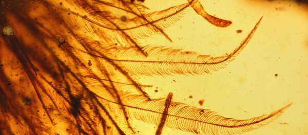 hổ phách - Sputnik Việt Nam