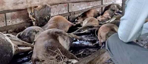 Hiện trường vụ điện giật chết 16 con bò. - Sputnik Việt Nam