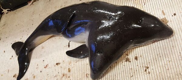 cá heo hai đầu - Sputnik Việt Nam