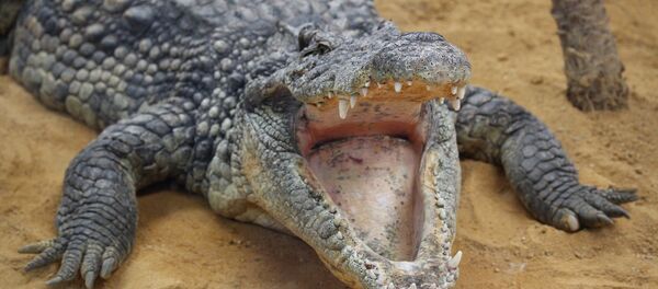 Cá sấu - Sputnik Việt Nam