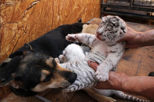 Chú chó nhận bốn hổ con làm con nuôi - Sputnik Việt Nam